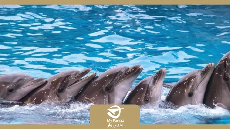 دانستنی های جالب از دلفیناریوم باتومی